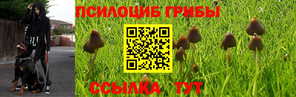 Псилоцибиновые грибы Psilocybe  Галлюциногенные грибы ЛСД  Каменка  Вход с VPN 